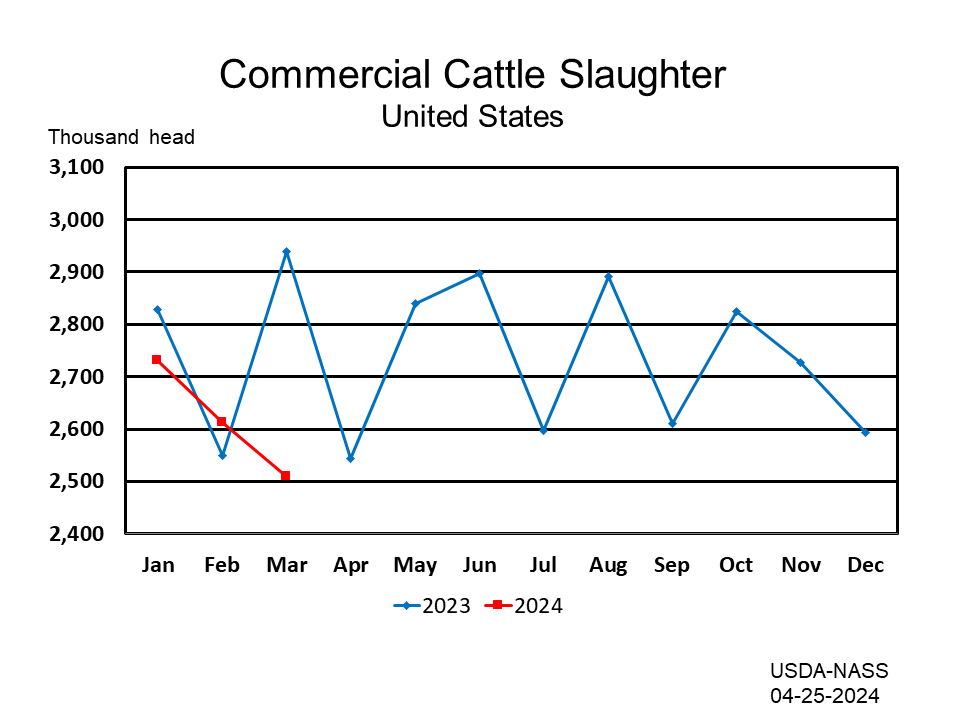 Commercial Cattle Slaughter