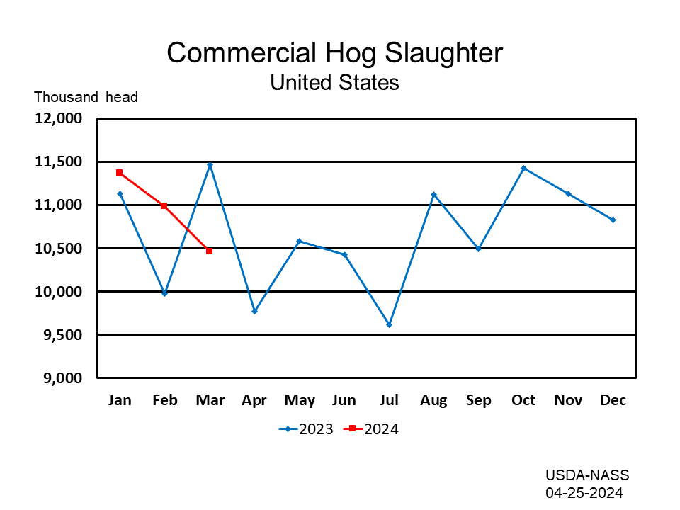 Commercial Hog Slaughter